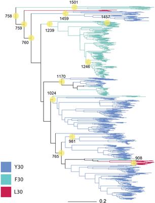 Ancestral Sequence Reconstructions of MotB Are Proton-Motile and Require MotA for Motility